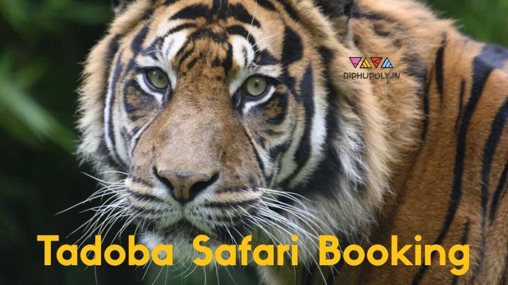 Tadoba Safari Booking Online