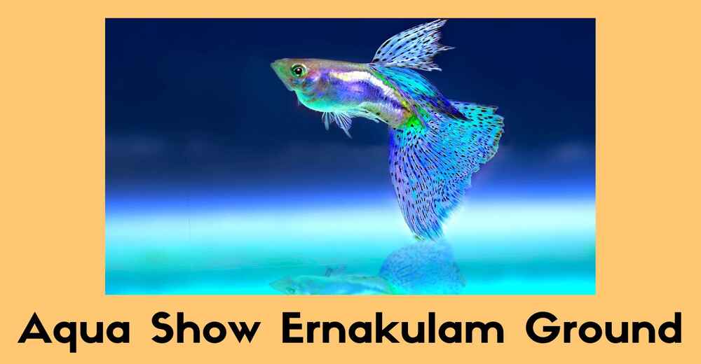 Aqua Show Ernakulam Ground Ticket Price 
